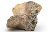 Fossil Dinosaur (Triceratops) Vertebra Section - Montana #219118-4